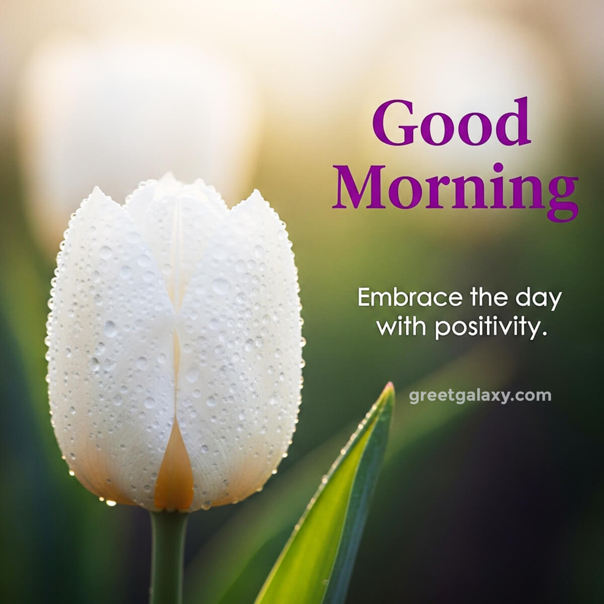 Good Morning Images With Flowers Hd