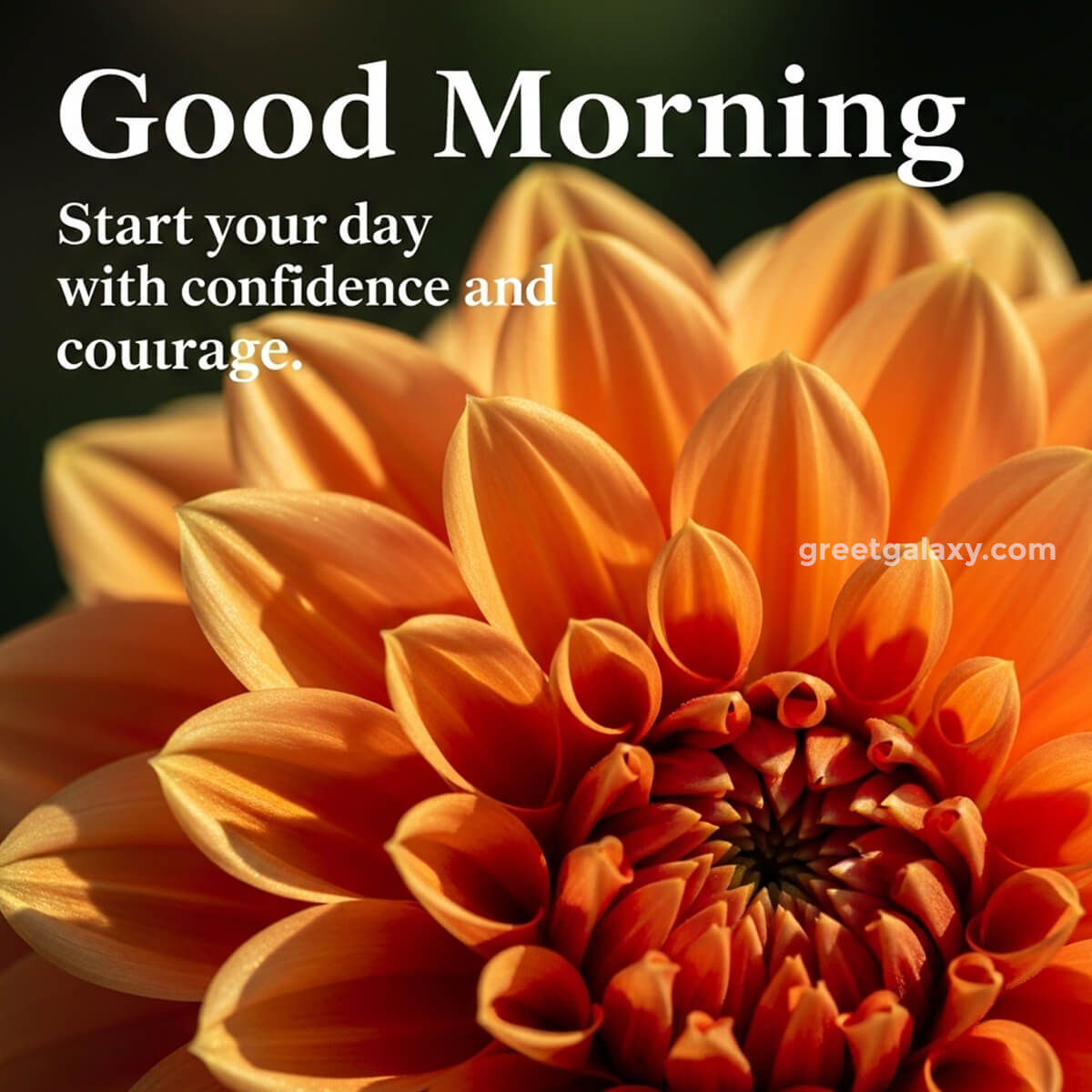 Good Morning With Beautiful Flowers Images For Whatsapp