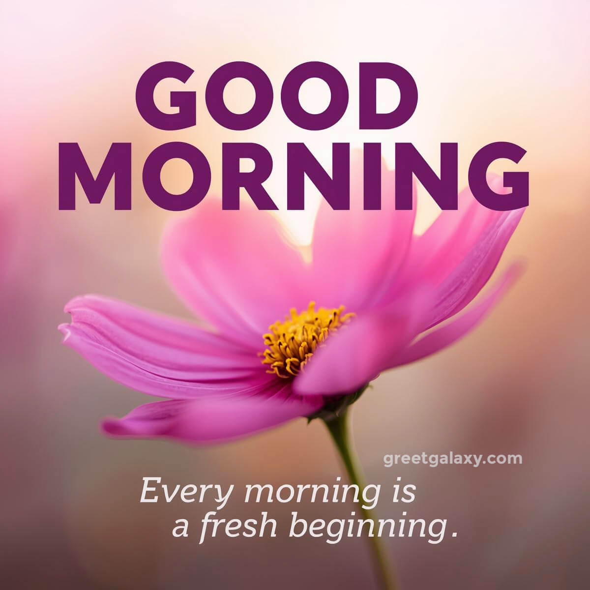 Good Morning Flowers Images For Whatsapp