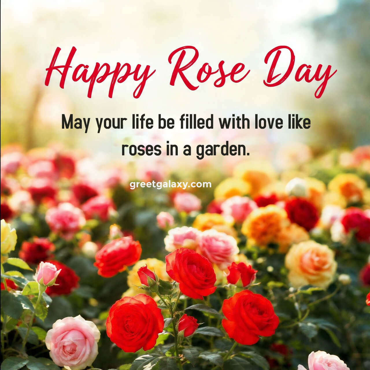 Happy Rose Day Love Quotes Images Free Download