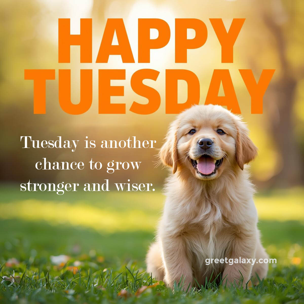 Happy Tuesday Images For Whatsapp