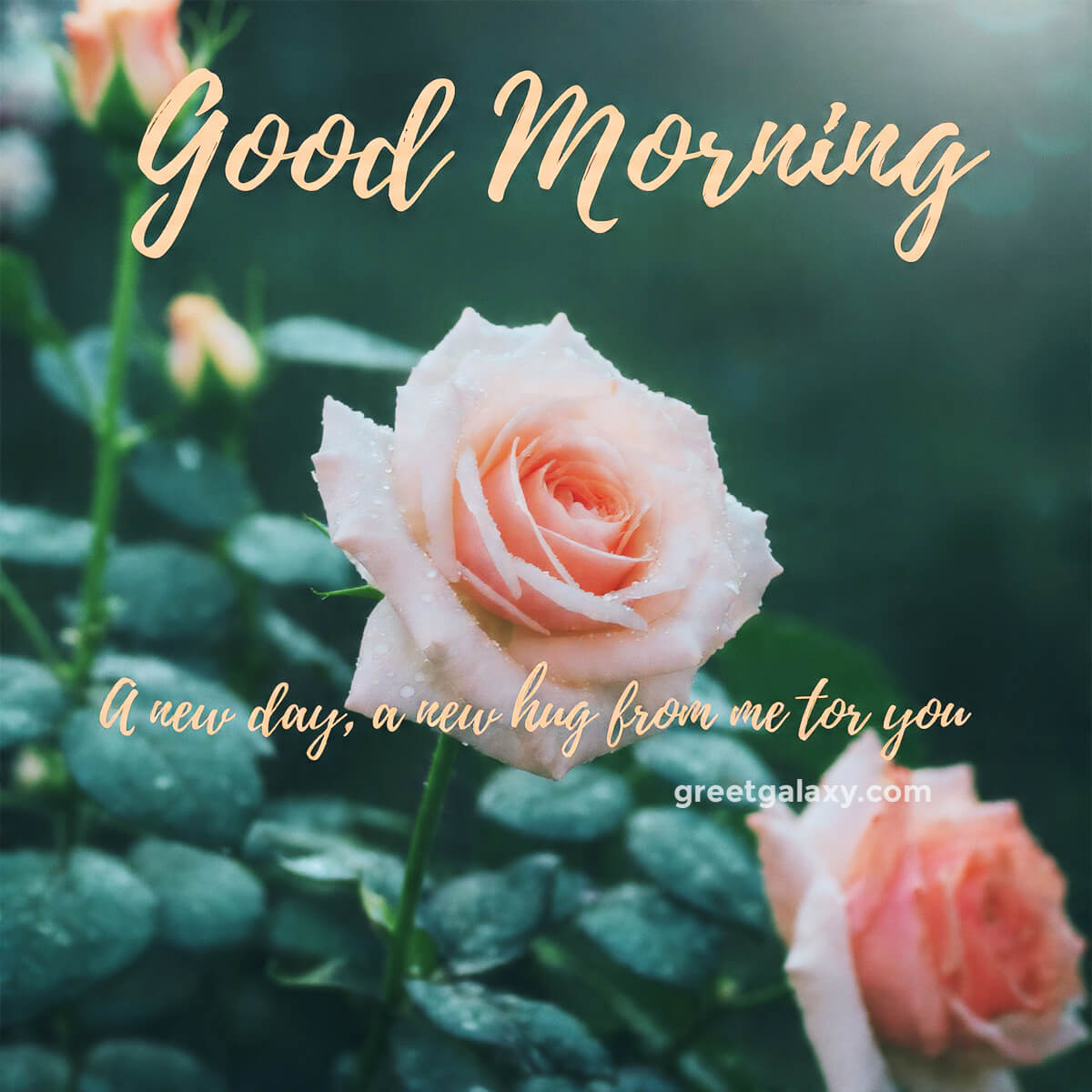 Heart Touching Good Morning Messages For Love