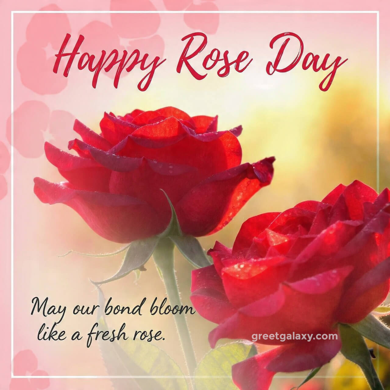Romantic Rose Flower Happy Rose Day Images