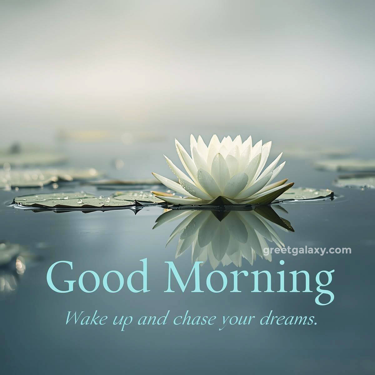 Beautiful Love Good Morning Flowers