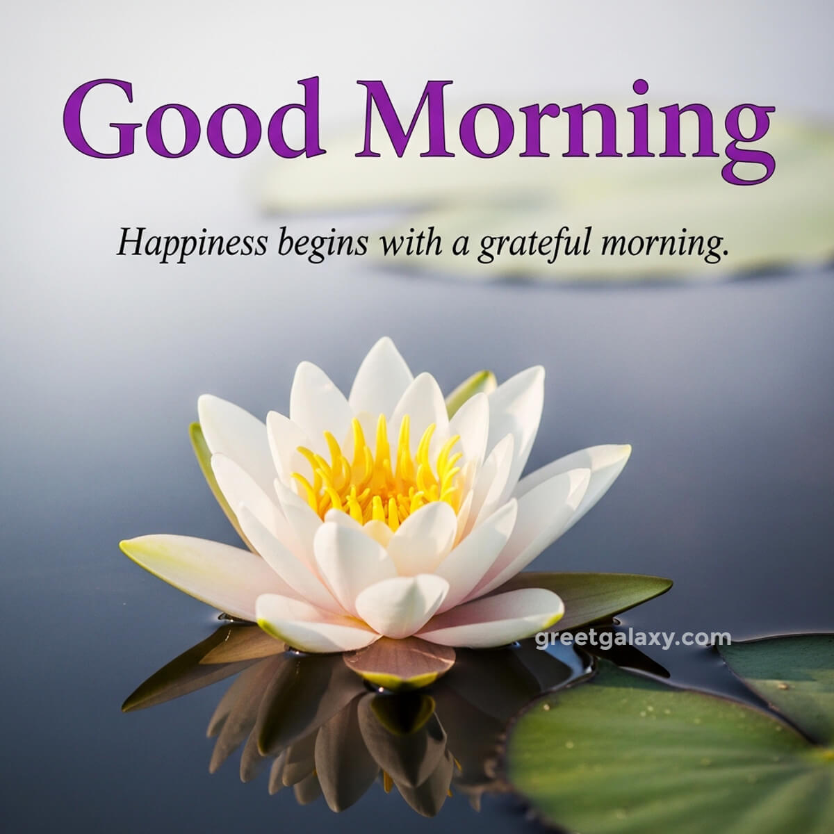 Beautiful Nature Flower Good Morning