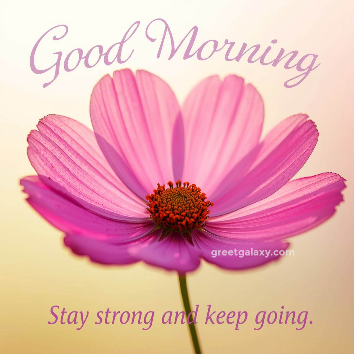 Flower Beautiful Good Morning Images For Whatsapp