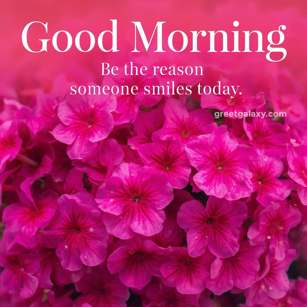 Flower Beautiful Good Morning Images