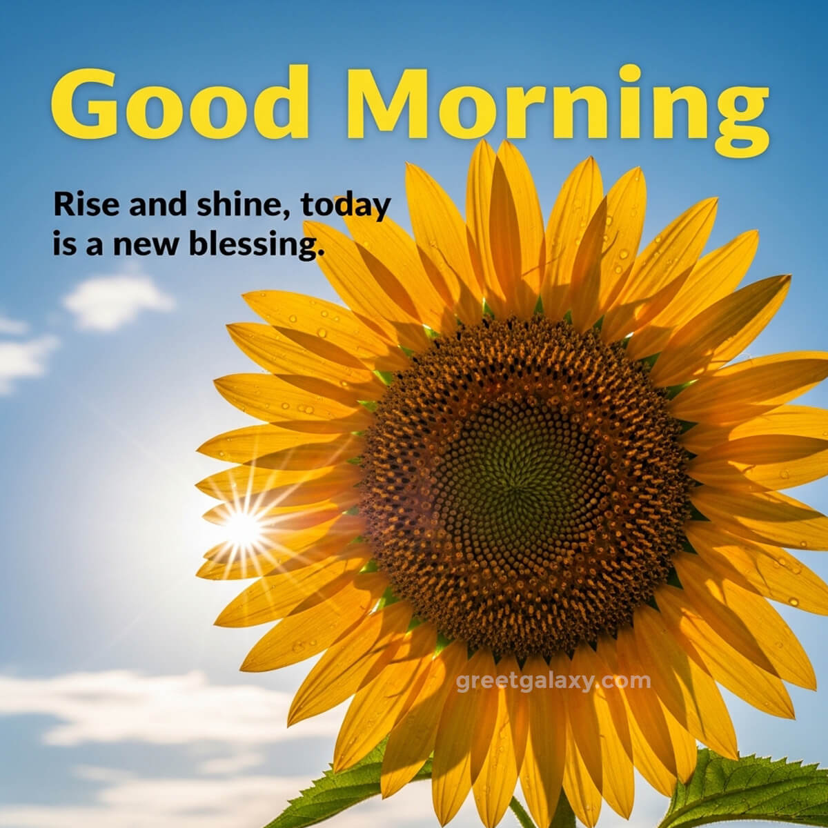 Flower Good Morning New Style