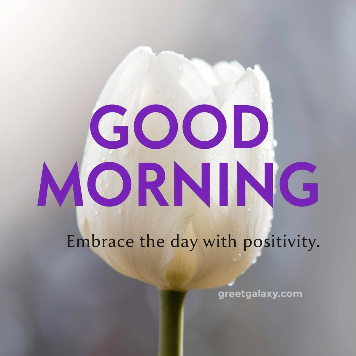 Good Morning With Beautiful Flowers