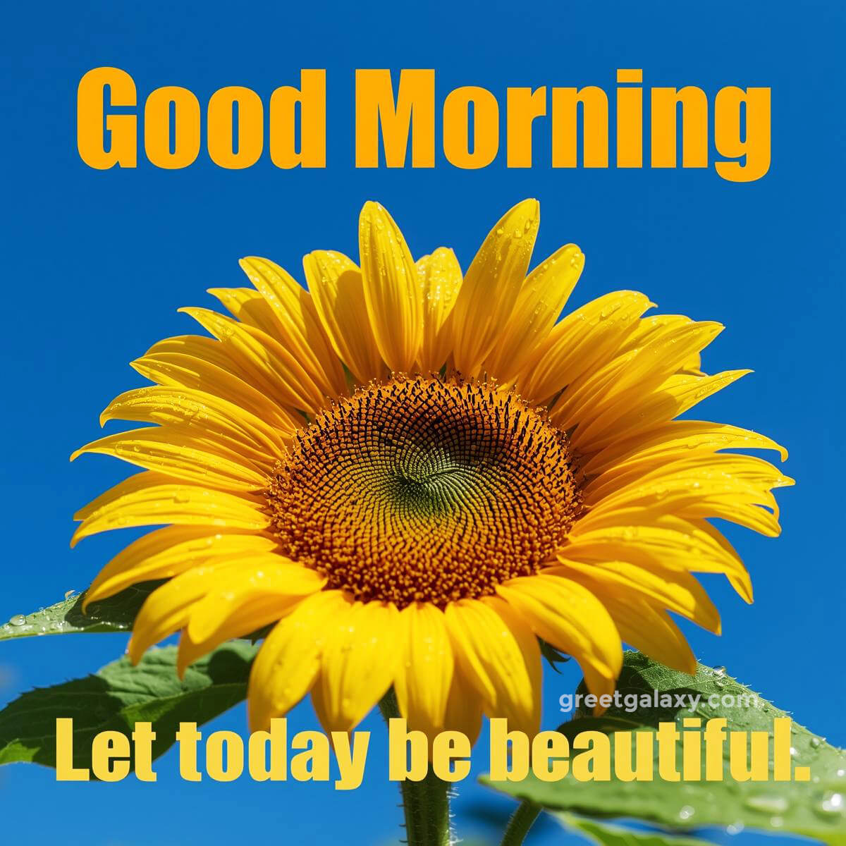 Special Beautiful Good Morning Images